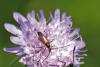 Stenurella melanura
